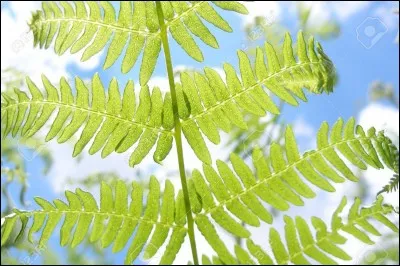 À quelle température cesse la photosynthèse ?