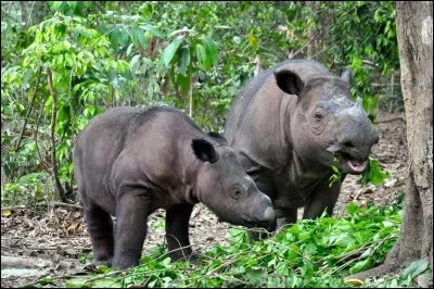 Le nom de ce rhinocéros est...