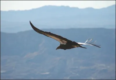 Le condor de Californie fait partie de la famille des...