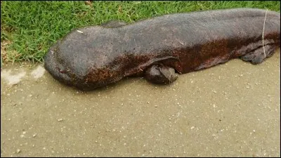 La salamandre géante de Chine est le plus ... amphibien du monde.
