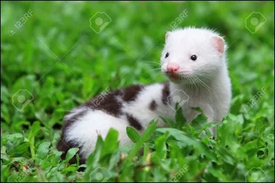 Le vison d'Europe ne pèse pas plus qu'un/qu'une...