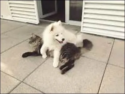 À quelle youtubeuse appartient le chien présenté sur la photo ?