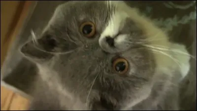 À quel youtubeur appartient le chat présenté sur la photo ?