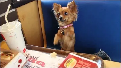 À quelle youtubeuse appartient le chien présenté sur la photo ?