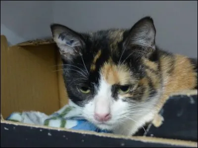 Je n'aime pas trop les chats, mais là je compatis à sa souffrance, car
Pattoune n'a passé que 24 heures dans sa nouvelle famille d'adoption, en effet...