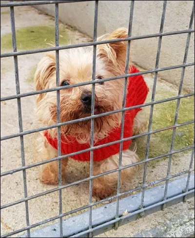 Je suis très triste car je viens d'apprendre que Cédra, adoptée il y a quelques années, qui coulait des jours très heureux auprès d'une dame âgée est de nouveau à l'adoption. 
Sauriez-vous m'en donner la raison ?