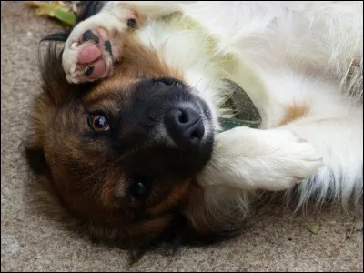 Quelle est la cause principale évoquée lors de l'abandon d'un chien ?