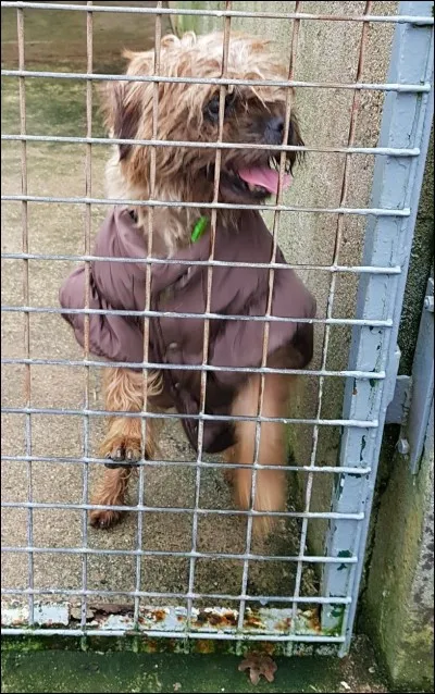 Anisse est à l'adoption depuis quelques mois. Pourtant elle avait été adoptée, mais ses adoptants ont décidé de ne pas la garder. À votre avis quelle est la cause de ce retour ?