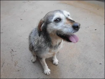 Un autre chiffre m'afflige, celui de l'abandon de son animal car il est malade ou vieux.
Avez-vous une idée de ce dernier ?