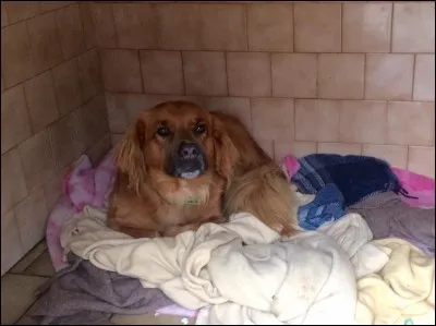 Moi, je ne suis resté que quelques jours derrière des barreaux à l'inverse de Chutney. En moyenne, le « séjour » d'un chien dans un refuge animalier est d'environ :