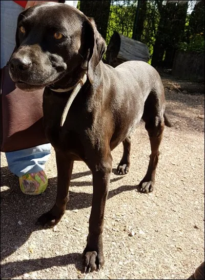 Certains chiens ou chats subissent une discrimination liée à une stupide superstition qui engendre un séjour en refuge deux fois plus long que les autres. D'après vous qu'elle en est la cause ?