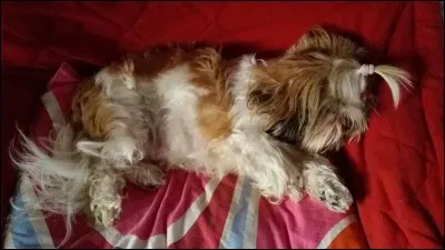 Quelle est la motivation première des personnes qui font la démarche d'une adoption plutôt que celle de l'achat d'un animal ?