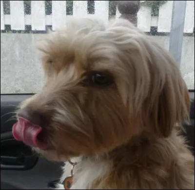 Et pour finir ce quiz, j'aimerais que vous me disiez qui a écrit : « J'aurai beau tricher et fermer les yeux de toutes mes forces il y aura toujours un chien perdu quelque part qui m'empêchera d'être heureuse ».