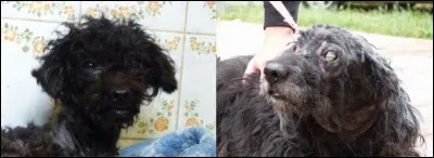 Au fil de ce quiz, j'aimerais vous démontrer avec Guizmo ou Karma que beaucoup de mes copains n'ont pas ma chance.
Ainsi sur le pourcentage de chiens abandonnés ayant enduré des maltraitances, quelle est la part de ceux-ci ayant subi des sévices corporels ?