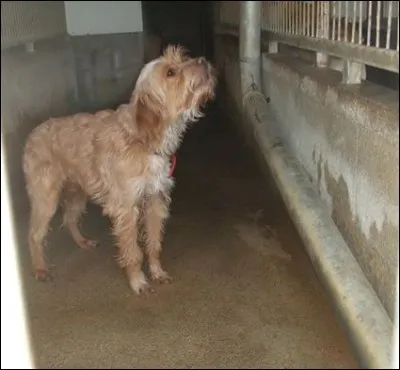 Abandonné en mars 2013, je ne fais pas partie des  animaux abandonnés chaque année lors de la saison estivale.