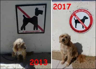 Paradoxalement seulement ... des personnes évoquent comme cause d'abandon de leur animal le départ en vacances.