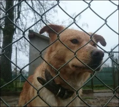 Hier, j'ai suis allé faire un petit coucou à la présidente du refuge de Thiernay, J'ai rencontré ce 4 pattes trouvé errant dans la Nièvre.
Avez-vous une idée du nombre de chiens recueillis en fourrière ou en refuge qui ne sont pas identifiés ?