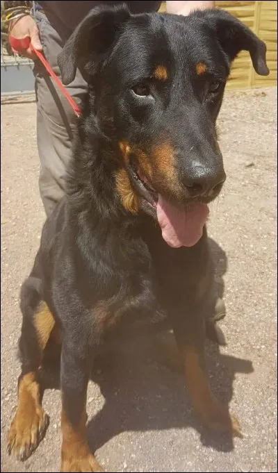 Mon copain Corto a été lâchement abandonné sur une départementale, cet été, près du refuge de Saint-Jean-aux-Amognes.
Quelle est la peine pouvant être encourue par ces individus méprisables ?