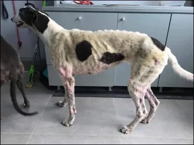J'aimerais courir aussi vite qu'un greyhound, mais je ne voudrais pas subir le sort de la plupart d'entre eux quand ils ne sont plus aptes à la course. En effet :