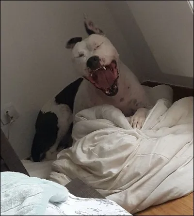 Laissez-moi vous présenter Gouache (encore plus gourmand que moi), avant d'être comme un coq en pâte, il a été adopté puis abandonné plusieurs fois. La dernière raison en date était :