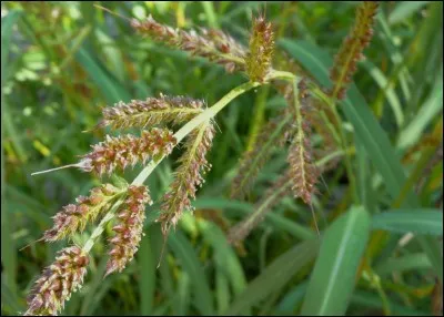 Le pied-de-coq des marais porte le nom scientifique de panique désignant son genre et cela vient du latin "panicum".
