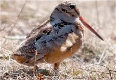 Bécasses et bécassines sont des scolopasses.