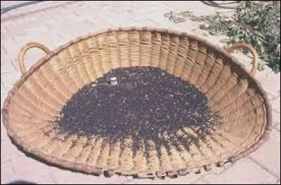 Qui fabrique les vans ?