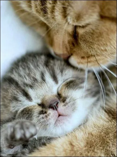 Qui est la chatte qui est tombée amoureuse de Petit Léopard alors qu'elle avait 2 rangs de plus ?