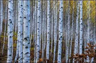 Comment dit-on "Comment vous appelez-vous" ?