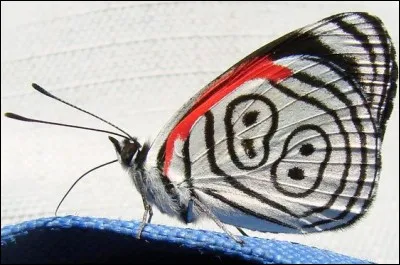 Où peut-on admirer ce papillon surnommé "double 88", hôte des forêts tropicales ?