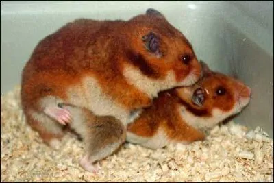Que font ces hamsters ?