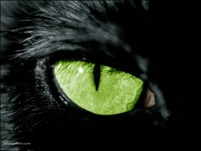 Combien de paupières possède l'il d'un chat ?