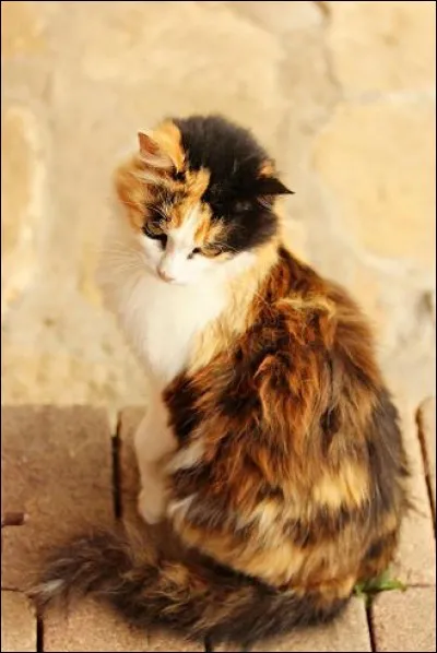 Les chats possédant un pelage tricolore sont (sauf exceptions)...