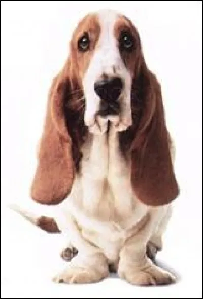 Ce chien fait partie de :