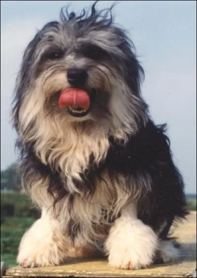 Ce chien fait partie de :