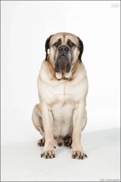 Ce chien appara&icirc;t dans :