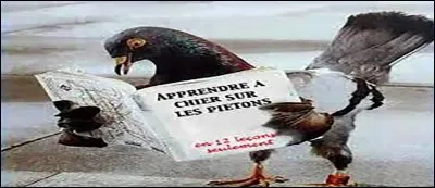 Ces oiseaux, après avoir passé deux mois au sol pour se reproduire, volent, dorment et se nourrissent dans le ciel sans jamais se poser les dix autres mois de l'année. Certains d'entre eux voient même de nouvelles ailes leur pousser. Mais de quelle espèce s'agit-il ?