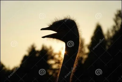 Laquelle de ces particularités est propre à l'autruche ?