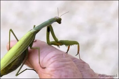 Chez la mante religieuse, quelle condition le mâle doit-il obligatoirement remplir avant de passer à l'acte sexuel ?