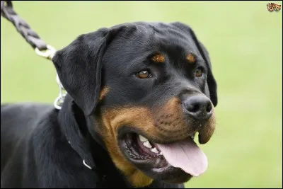 On a donné comme surnom à ce chien "chien de boucher". Quelle est cette race ?