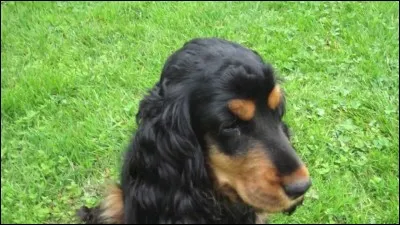 Où le Setter Gordon peut-il être un peu blanc ?