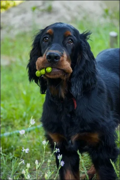 Selon certains, quelles races seraient intervenues dans sa formation ?