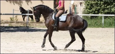 Quelle est la robe de celui-là ?