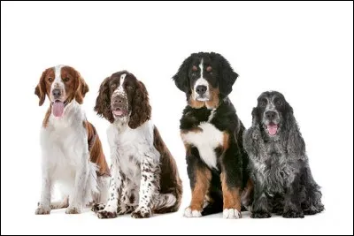 Quel est ton chien pr&eacute;f&eacute;r&eacute; ?