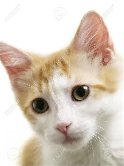 Est-ce que votre chat vous donne des coups de tête ?