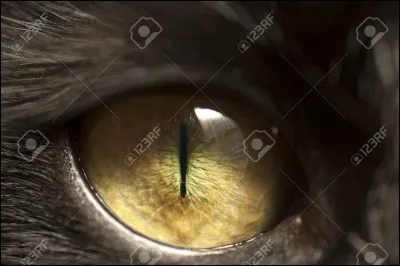 Est-ce que votre chat vous fixe du regard ?