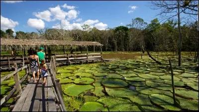 Dans quel pays d'Amérique du Sud la ville Manaus se situe-t-elle ?