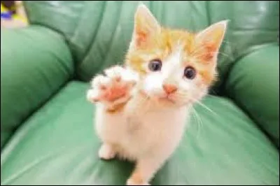 Le chat se traduit par...