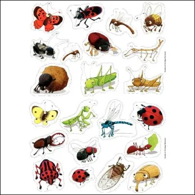 Quelle est la phobie de Roxane ?