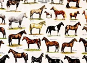 Test Quelle race de cheval es-tu ?
